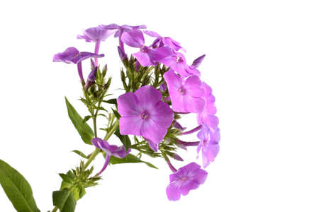 Phlox isolated on whiteの写真素材