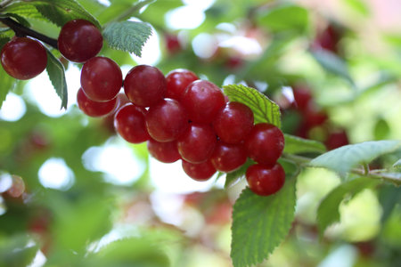 Nanking cherry bush