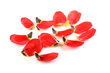Tulip petals isolated on white