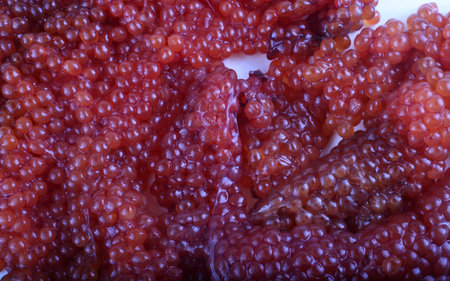 Fresh uncooked salmon caviar