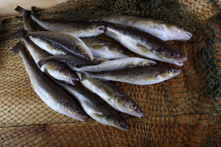 Saffron cod on net