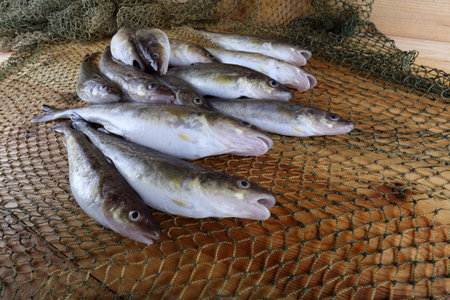 Saffron cod on net
