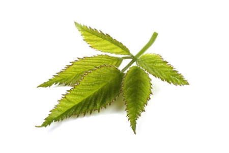 Blackberry leaf isolated on white