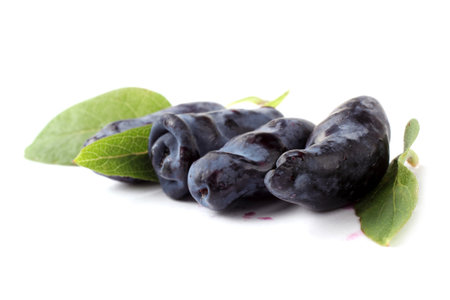 Honeysuckle berries isolated on whiteの写真素材