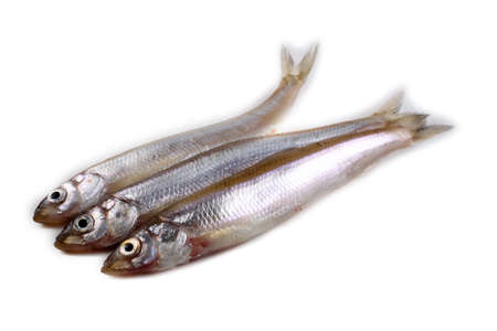 Smelt fish isolated on white. Pacific smelt varietyの写真素材