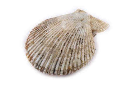 Scallop isolated on whiteの写真素材