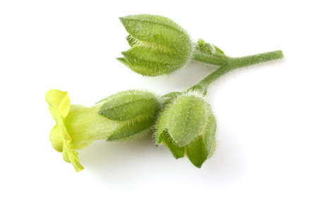 Tobacco flowers. Nicotiana rustica varietyの写真素材