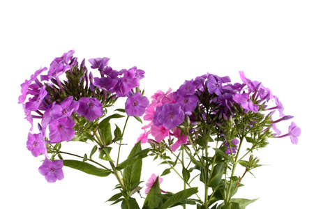 Phlox isolated on whiteの写真素材