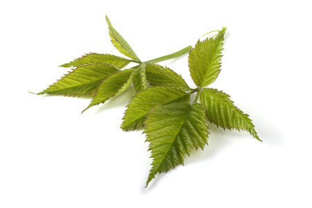 Blackberry leaves isolated on white