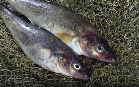 Saffron cod on net