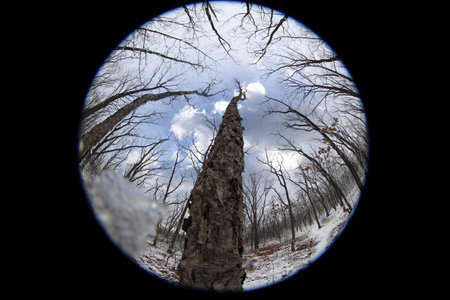 Winter forest. Circular fisheye landscape