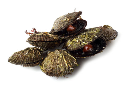 Fresh scallops isolated on white