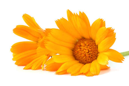 Calendula isolated on whiteの写真素材