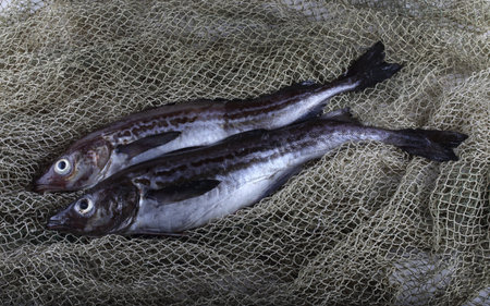 Alaska pollock on net