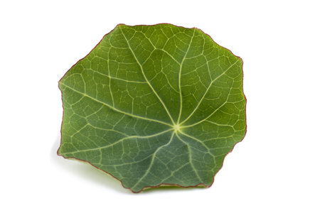 Nasturtium leaf isolated on white
