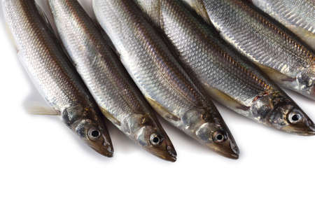 Smelt fish. Biggest Pacific smelt varietyの写真素材