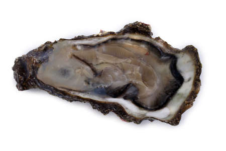 Oyster isolated on whiteの写真素材