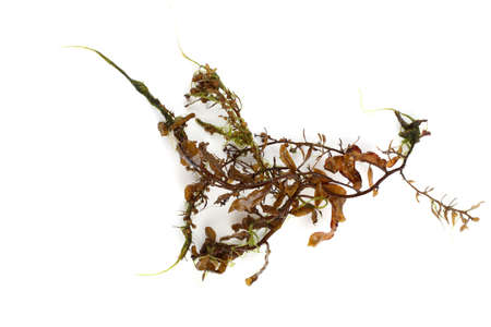 Algae isolated on whiteの写真素材