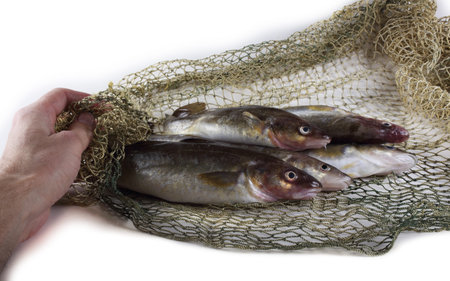 Fresh fish