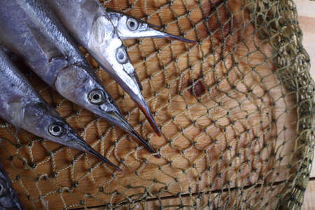 Garfish on netの写真素材