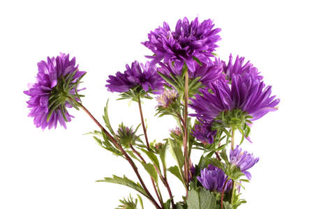 Violet asters isolated on whiteの写真素材