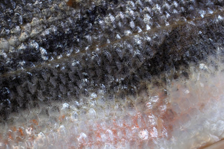 Rudd fish scales background