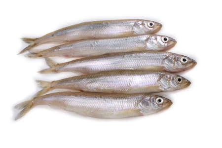 Smelt fish isolated on white. Pacific smelt varietyの写真素材