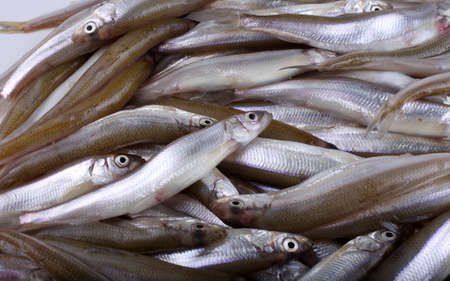 Smelt fish backgroundの写真素材