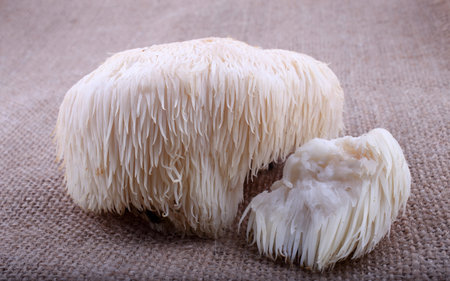 Hericium erinaceus mushroom (monkey head mushroom, bearded tooth fungus, bearded hedgehog mushroom,...