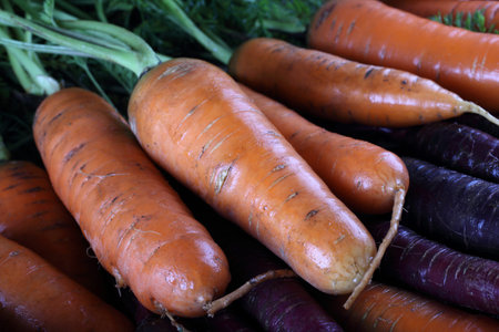 Carrots and unusual violet carrots background