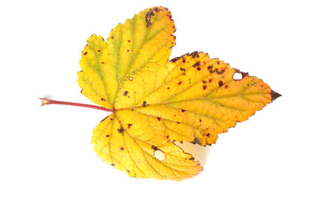 Autumn multicolor  leaf