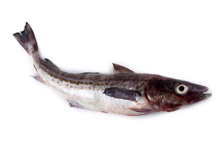 Alaska pollock isolated on whiteの写真素材
