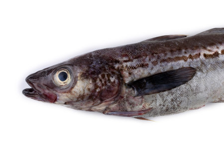 Alaska pollock isolated on white