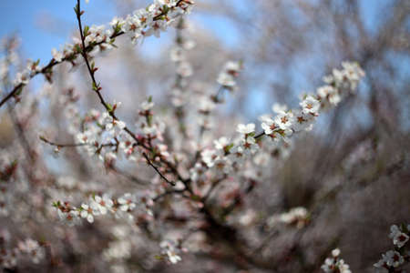 Cherry blossom. Sakuraの写真素材