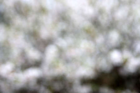 Cherry blossom (Far eastern, Nanking cherry)の写真素材