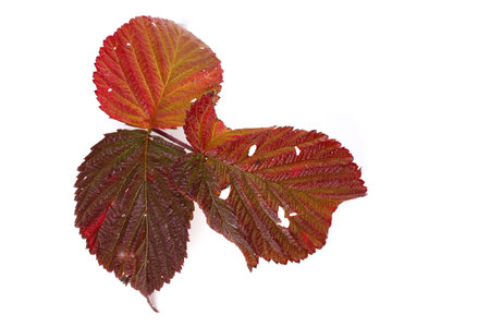 Autumn raspberry leaf