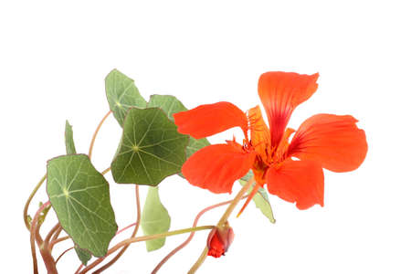 Nasturtium isolated on whiteの写真素材