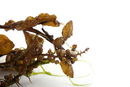 Algae isolated on whiteの写真素材