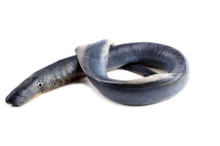 Lamprey fish. It is a stick to eat meat. This fish is delicacy.の写真素材