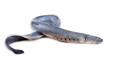 Lamprey fish. It is a stick to eat meat. This fish is delicacy.の写真素材