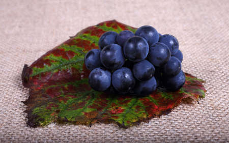 Grape on bagging. Wine grape varietyの写真素材