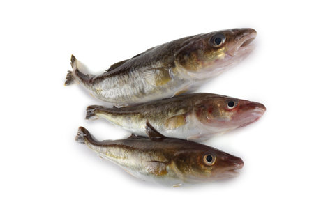Saffron cod isolated on white