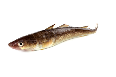 Saffron cod isolated on white