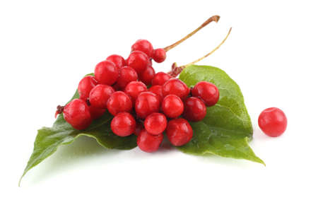 Schisandra Chinensis isolated on whiteの写真素材