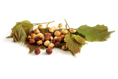 Hazelnuts and peeled hazelnuts isolated on whiteの写真素材