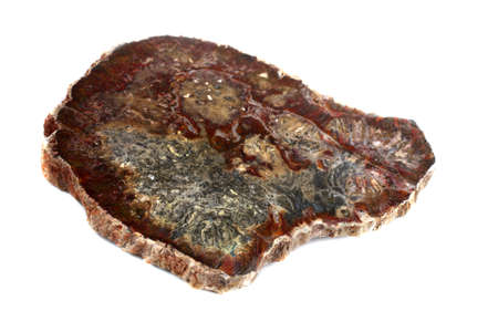 Ancient wood fossilの写真素材