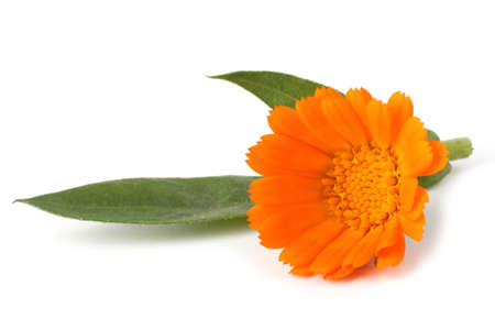 Calendula isolated on whiteの写真素材