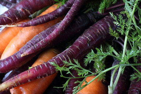 Carrots and unusual violet carrots background
