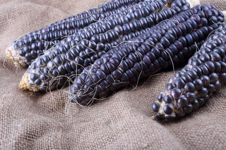 Black corn on bagging. Country style. Harvestの写真素材