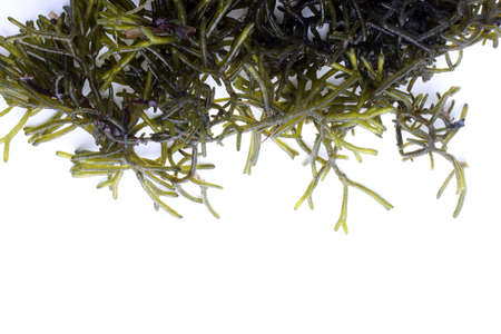 Algae isolated on whiteの写真素材